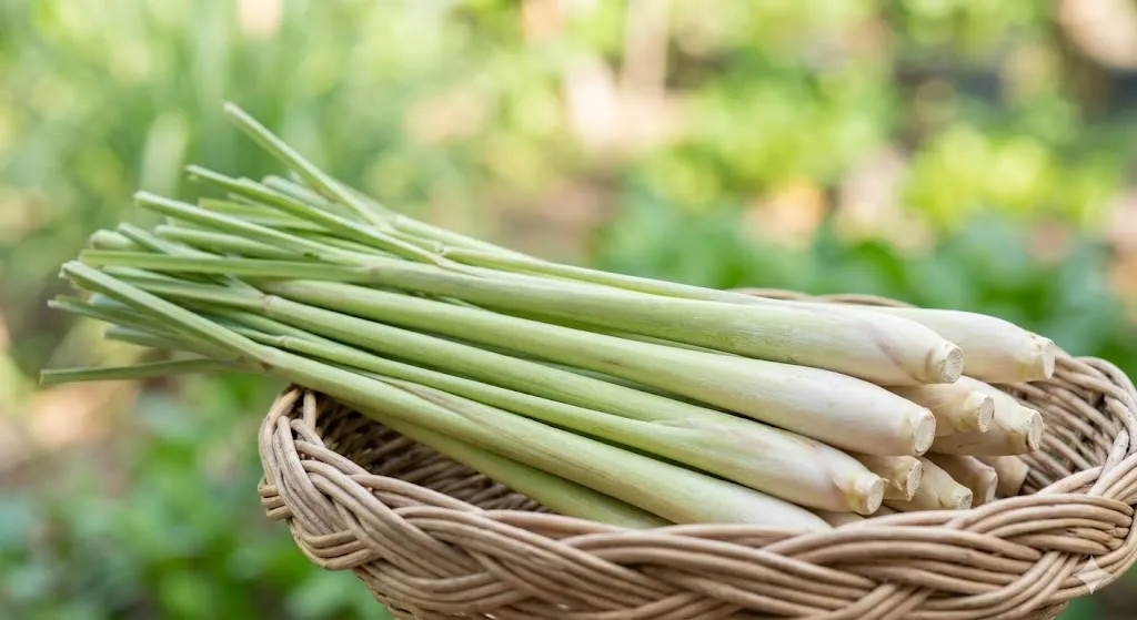 A bunch of fresh lemongrass stalks